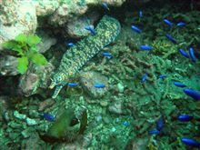 水中撮影:0809懲りずに南伊豆・ヒリゾ浜ショットガンツアーその3終了の事 水中撮影:0809懲りずに南伊豆・ヒリゾ浜ショットガンツアーその3終了の事
