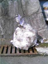 すーすーすっ すーすーすっ
