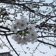 家の近くの桜♪ 家の近くの桜♪