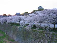 『自転車・朝練 in 大阪城・サクラ編』 『自転車・朝練 in 大阪城・サクラ編』