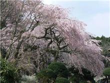 一日で何箇所の桜を観ることができるか?at御殿場 一日で何箇所の桜を観ることができるか?at御殿場
