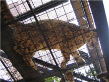 念願の動物園 念願の動物園