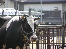 練馬に牧場? ~後編~ 練馬に牧場? ~後編~