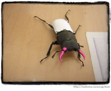 クワガタがーーーー!? クワガタがーーーー!?