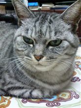 猫好きの私 猫好きの私