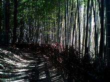 竹林 竹林