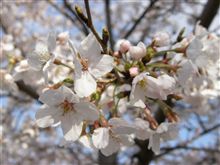 お花見してきましたっ お花見してきましたっ