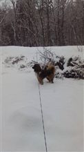 雪・・・・ 雪・・・・