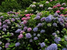 人・人・人・紫陽花・人? 人・人・人・紫陽花・人?