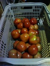 トマト三昧(^o^)v トマト三昧(^o^)v