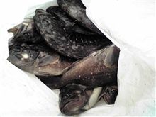 釣りとお尻と保険 釣りとお尻と保険