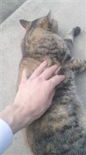 CVTって・・・ CVTって・・・