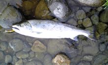 魚野川の桜鱒。 魚野川の桜鱒。