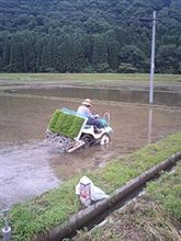 田植え 田植え