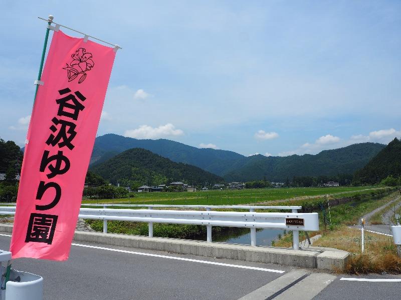 管瀬川 末福橋「谷汲ゆり園」のぼり