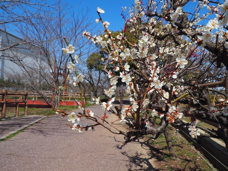 安八百梅園(2)中須川沿い