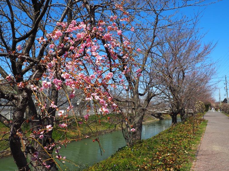 安八百梅園(3)中須川沿い