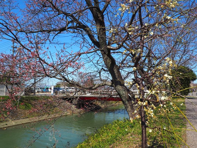 安八百梅園(4)中須川沿い 早咲きの桜