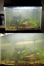 60cm水槽に・・・ 60cm水槽に・・・