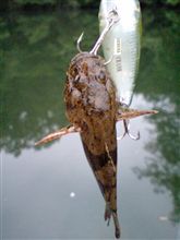 また釣れたけど・・・ また釣れたけど・・・