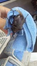 田舎なものですから 田舎なものですから