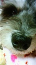 おひさしぶりだワン♪ おひさしぶりだワン♪