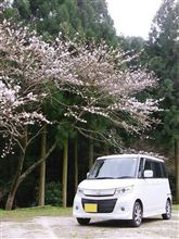 梅は遅かった・・・桜は早かった・・・(^_^; 梅は遅かった・・・桜は早かった・・・(^_^;