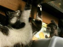 かわいすぎる〓 かわいすぎる〓