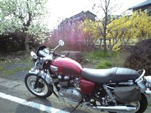 単車を出したら、春の花 単車を出したら、春の花