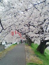 桜道を散歩 桜道を散歩