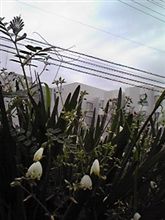 4/9 天気が微妙な曇り空の金曜~ρ(´_`。) 4/9 天気が微妙な曇り空の金曜~ρ(´_`。)