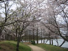 近所まで花見に・・・ 近所まで花見に・・・