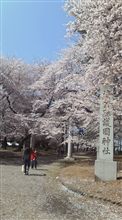 花見に行ってきましたが… 花見に行ってきましたが…