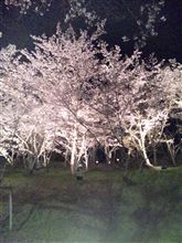 夜桜~)^o^( 夜桜~)^o^(