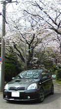 愛機ヴィッツターボ桜の木の下で… 愛機ヴィッツターボ桜の木の下で…