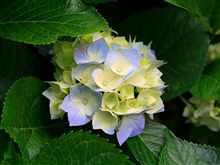 花 花