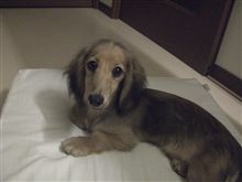 新しい家族が増えました(⌒-⌒) 新しい家族が増えました(⌒-⌒)