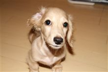 新しい家族 新しい家族