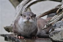 《Nikon純正 70-300mm VRレンズ検証》寒い中、ASA ZOO撮ってきた! 《Nikon純正 70-300mm VRレンズ検証》寒い中、ASA ZOO撮ってきた!