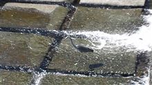 河津の鳥たち♪ 河津の鳥たち♪