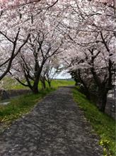 桜 桜
