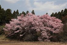 桜 桜