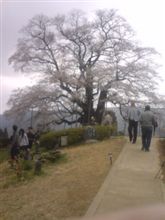 お花見に行ってきました。 お花見に行ってきました。