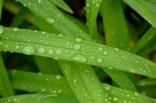 中国地方も梅雨入り 中国地方も梅雨入り