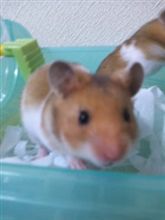 ☆マイペット☆ヽ(´ー`)ノ ☆マイペット☆ヽ(´ー`)ノ