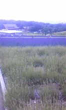たんばらラベンダーパーク たんばらラベンダーパーク
