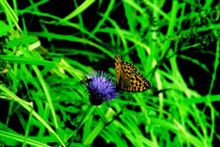 自画自賛③ (20110807) 自画自賛③ (20110807)