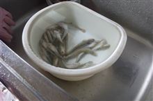 久しぶりに魚釣り!! 久しぶりに魚釣り!!