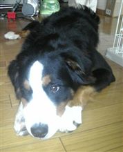 愛犬 愛犬