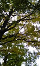 紅葉は… 紅葉は…